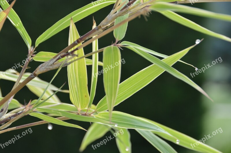 Bamboo Zen Dew Free Photos