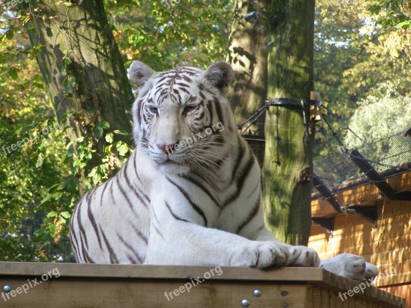 White Tiger Resting Wild Animal Big Cat Zoo Nature