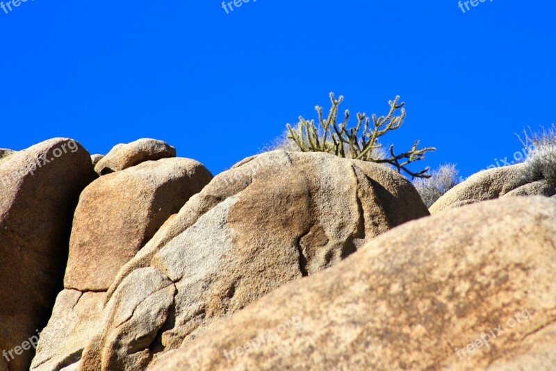 Cactus Desert Rock Nature Landscape