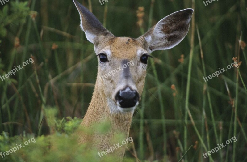 Female Deer Portrait Close Mammal Wild