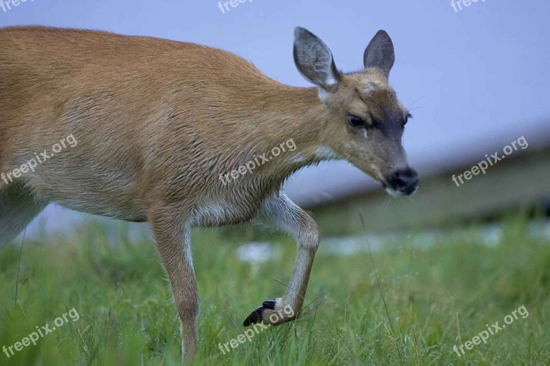 Sitka Black Tailed Deer Deer Doe Female Close Up