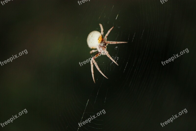 Tropical Orb Spider Spider Insect Spider Web Nocturnal