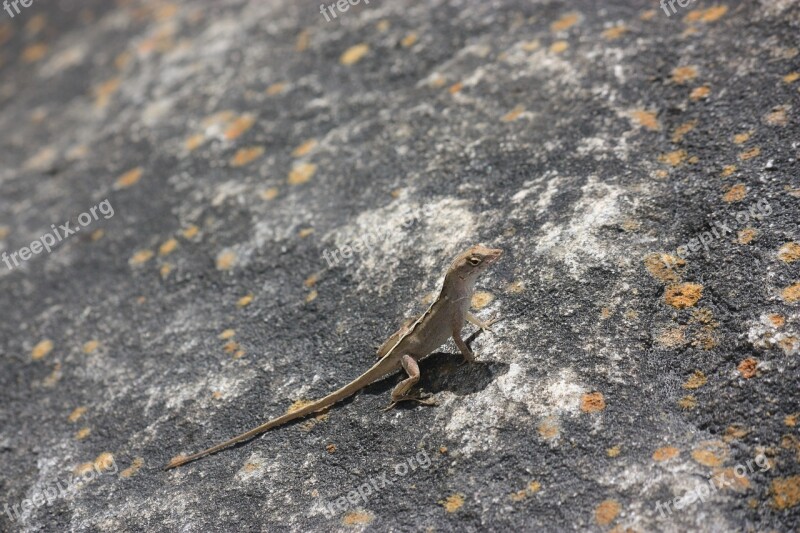 Lizard Reptile Animal Gecko Free Photos