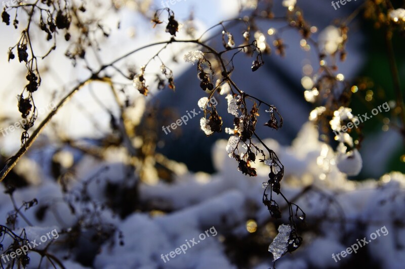 Winter Snow Winter Sky Dry Plants Frost