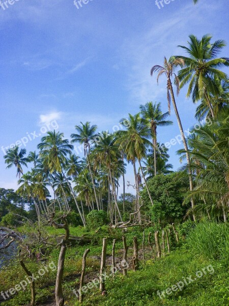 Palms Nicaragua Ometepe Island Free Photos