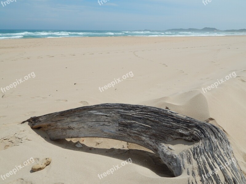 Driftwood Beach Deserted Landscape Sand