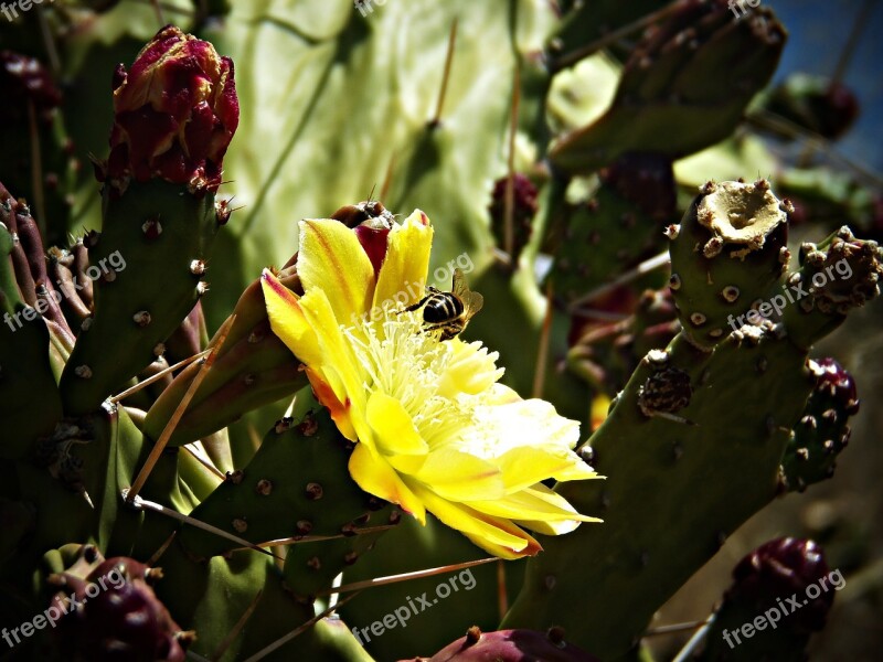 Fig Tree Fig Prickly Pear Cactus Sweet Shrub