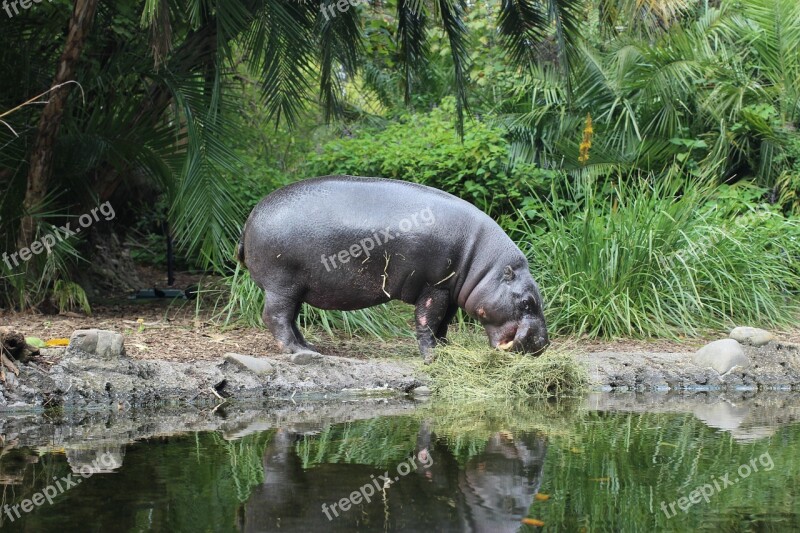 Hippo Zoo Animal Free Photos