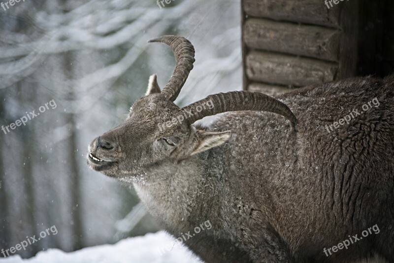 Capricorn Fur Wintertime Horns Free Photos