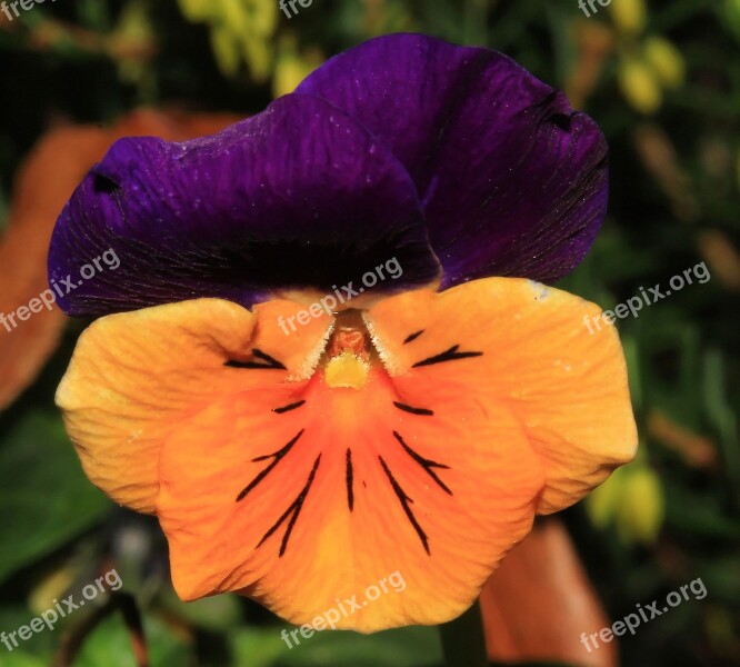 Pansy Flower Blossom Bloom Orange Purple