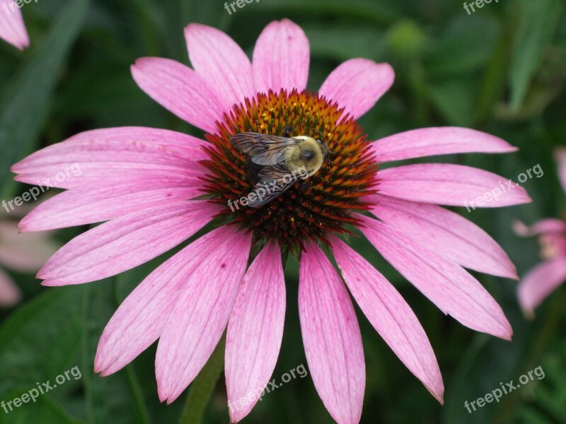 Echinacea Flower Pink Nature Plant