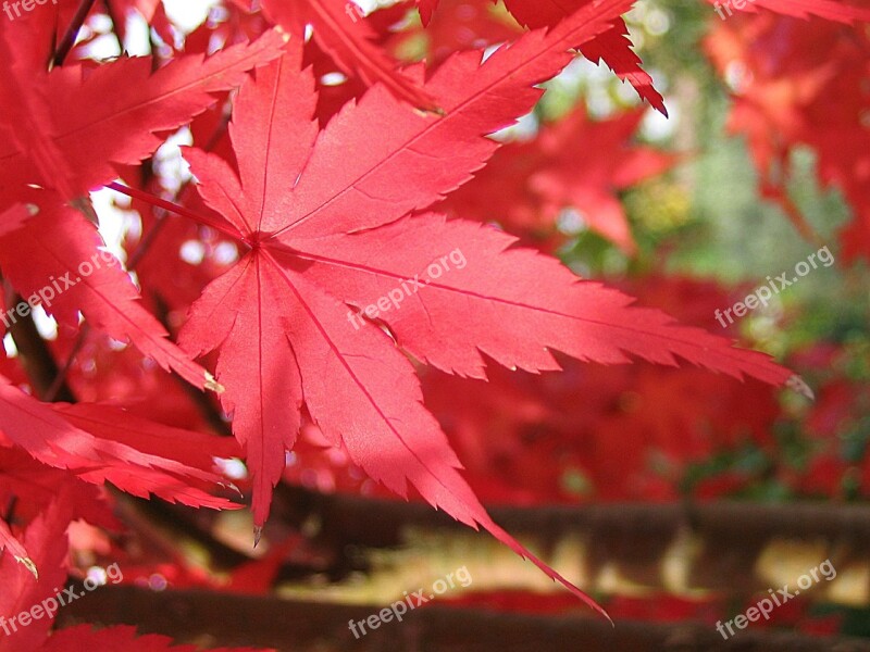 Maple Red Leaf Autumn Fall Foliage