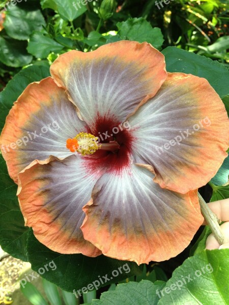 Hibiscus Flower Tropical Bloom Exotic