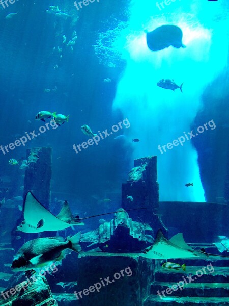 Aquarium Dubai Underwater Coral Manta