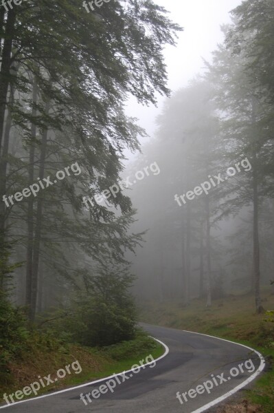 Fog Road Path Nature Circular