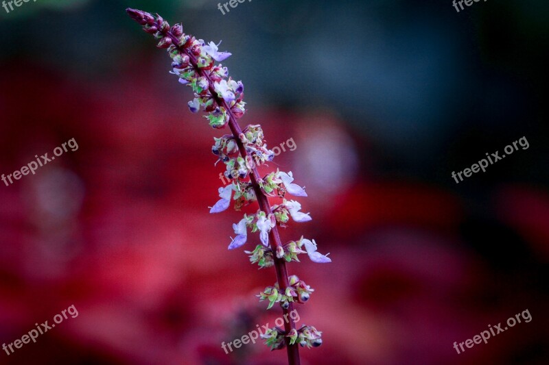 Flower Red Violet Nature Plants