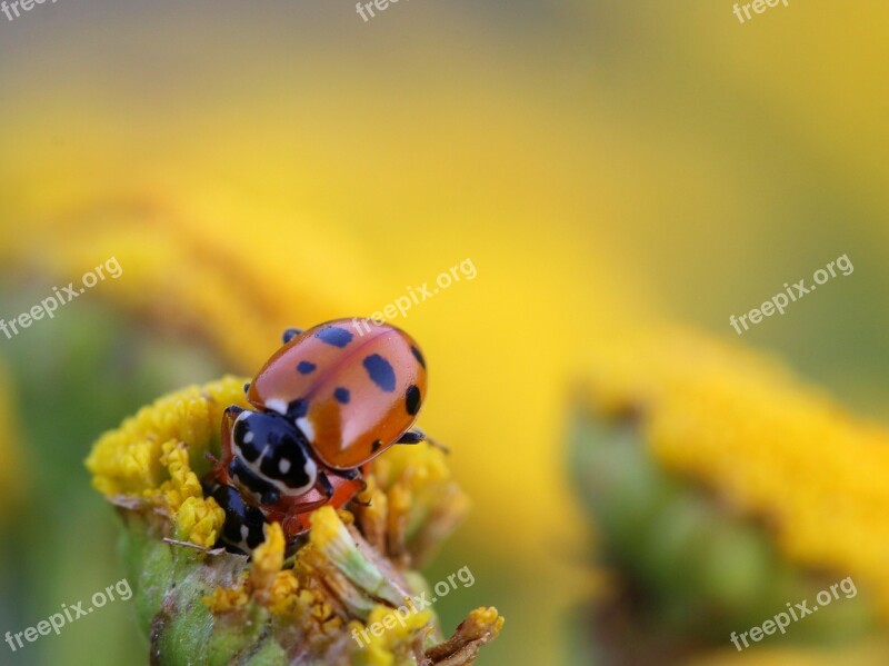 Ladybug Beetle Red Pairing Macro