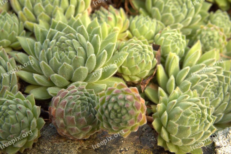 Saxifrage Succulent Alpine Backdrop Rosette