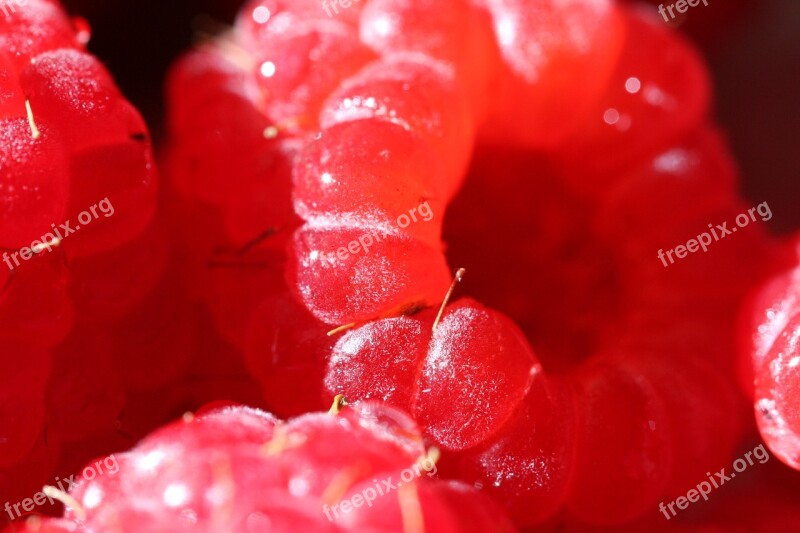 Raspberry Macro Vitamin Bio Summer