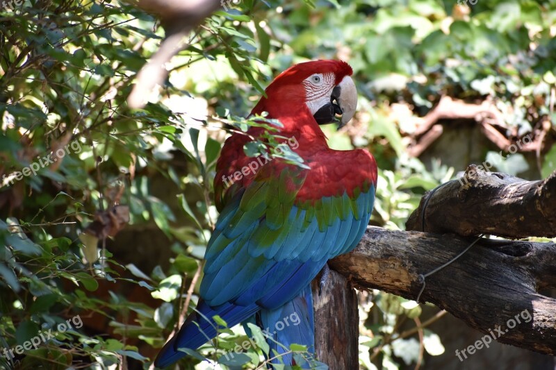 Parrots Zoo Pistoia Free Photos