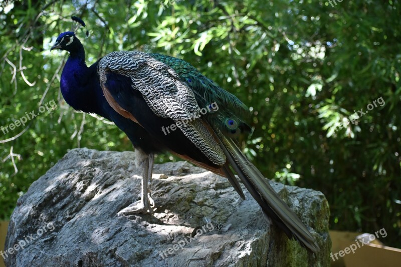 Peacock Zoo Pistoia Free Photos