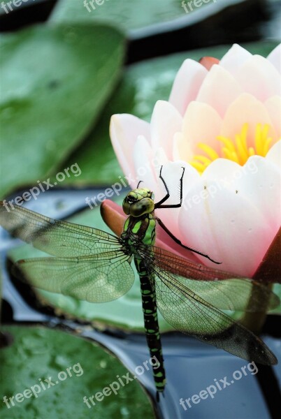 Blue-green Mosaic Bridesmaid Female Macro Insect Pond