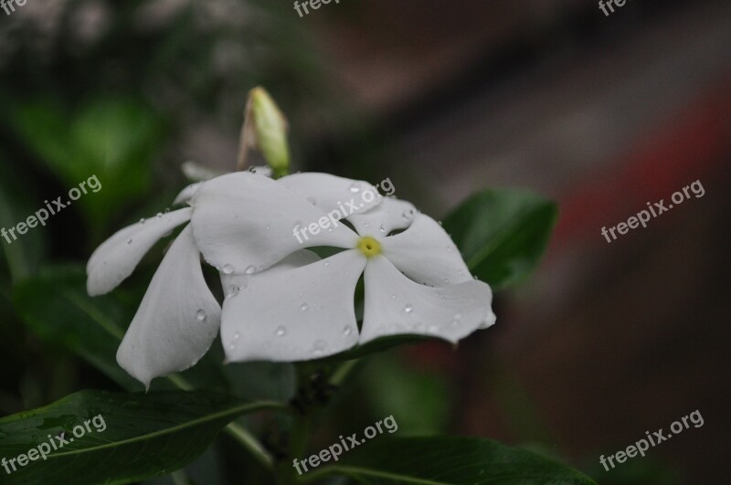 Flower White Watercress Nature Original Image