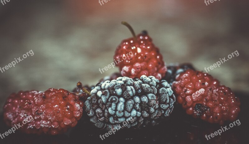 Mulberry Agricultural Products Fruit Products Strawberry