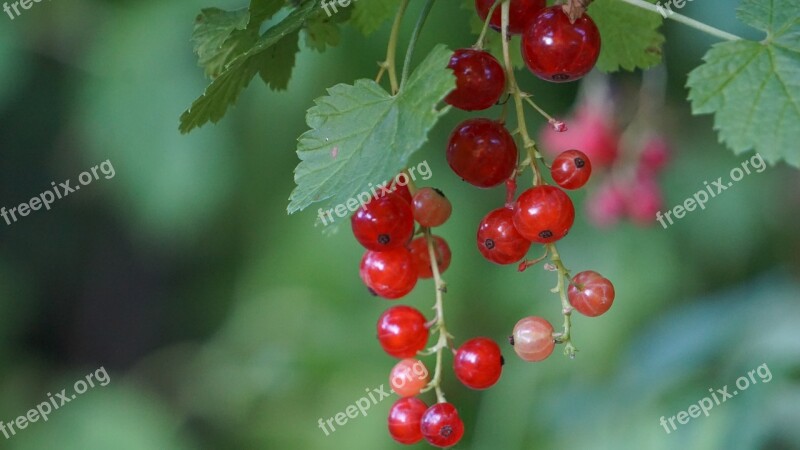 Fruit Currants Macro Free Photos