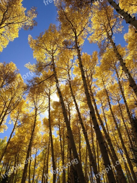 Aspen Trees Nature Forest Free Photos