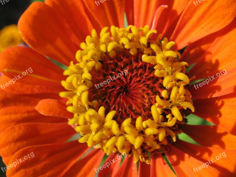 Blossom Bloom Zinnia Close Up Summer