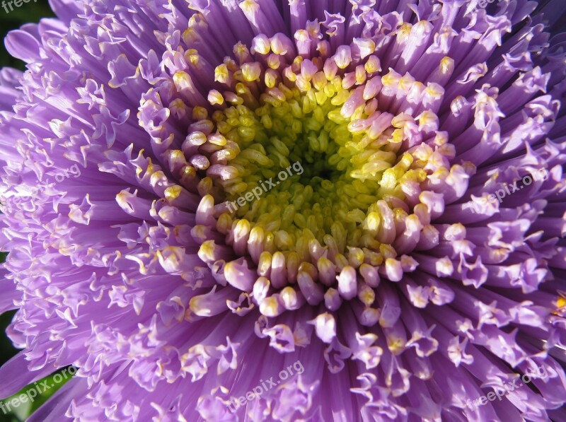 Garden Aster Close Up Blossom Bloom