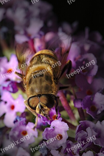 Hoverfly Summer Lilac Summer Macro Free Photos