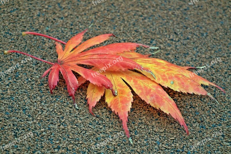 Leaf Japanese Maple Colored Nature Autumn