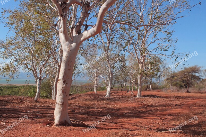 The Tree The Sky Blue Color View