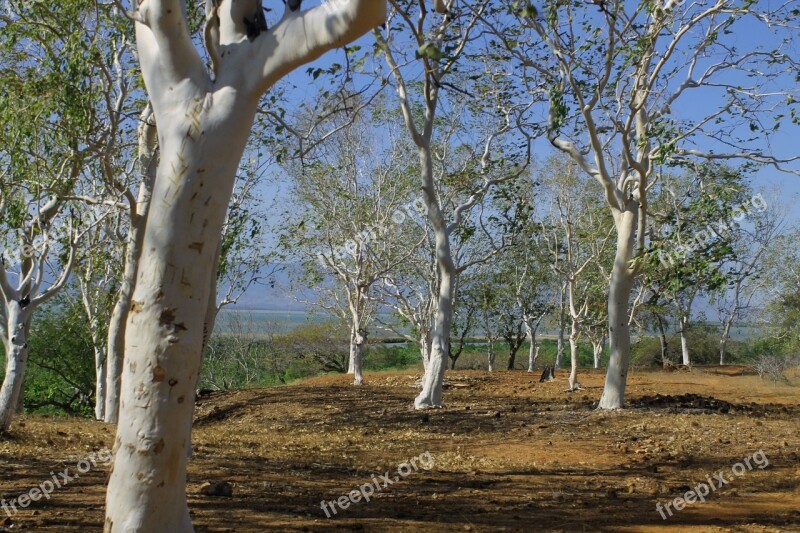 The Tree The Sky Blue Color View