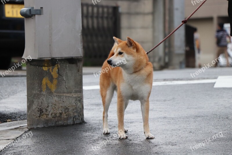 Shiba Inu Dog Pet Purebred Cute