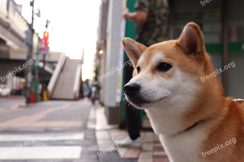 Shiba Inu Dog Pet Purebred Cute