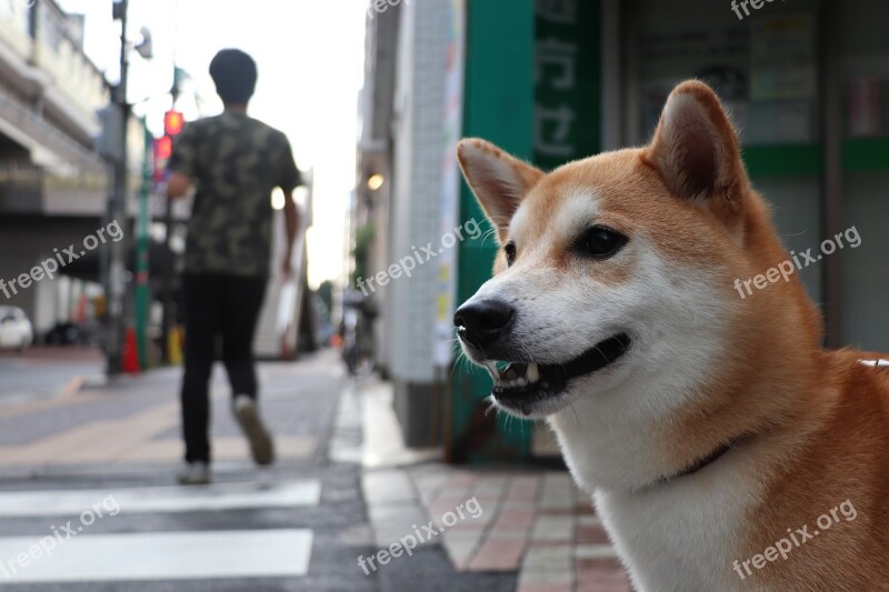 Shiba Inu Dog Pet Purebred Cute