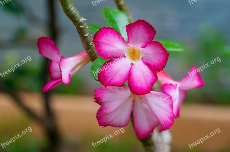 Impala Lily Desert Rose Adenium Obesum Pink Nature