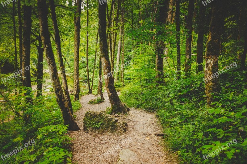 Forest Path Alone Eistobel Isny Waterfall