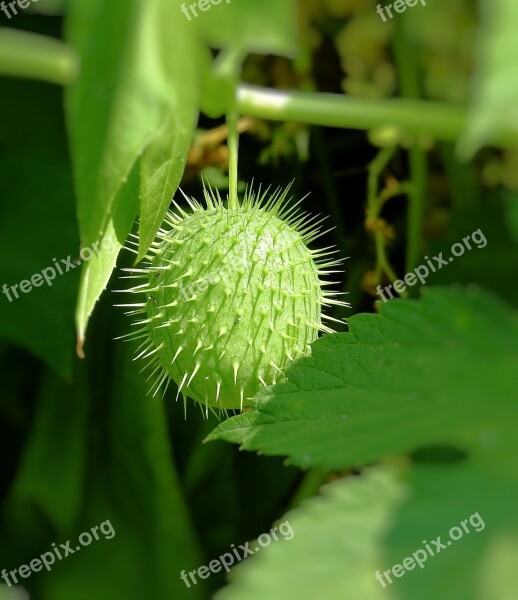 Plant Spikes Green Summer Wild Cucumber