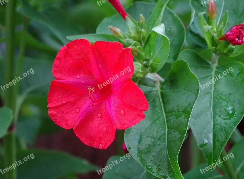 Sand Mirabilis Jalapa Red Flower Red Flower