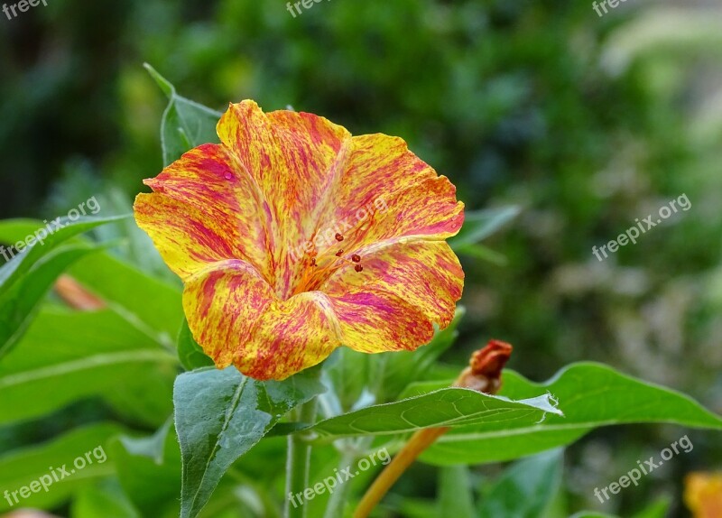 Sand Mirabilis Jalapa Yellow Red Blossom Bloom