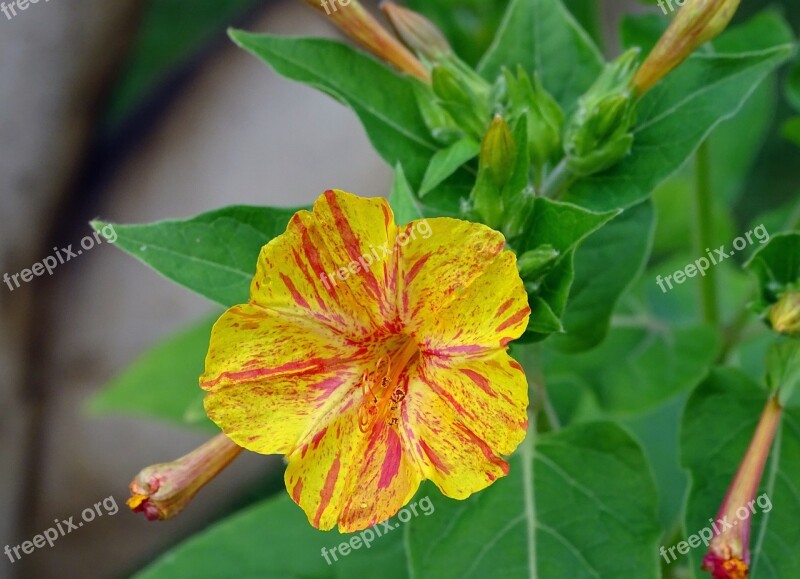 Sand Mirabilis Jalapa Yellow Red Blossom Bloom