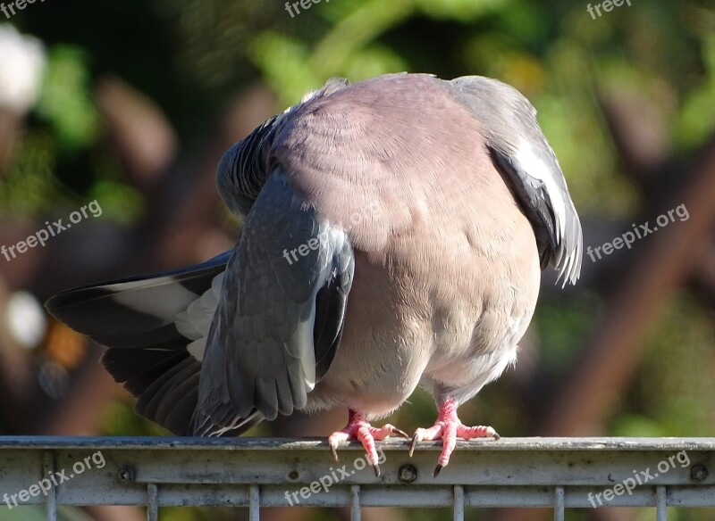 Dove Ringdove Field Deaf City Pigeon Bird