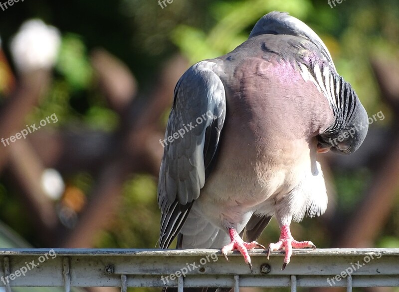 Dove Ringdove Field Deaf City Pigeon Bird