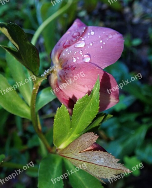 Raindrops Flower Garden Nature Spring Free Photos