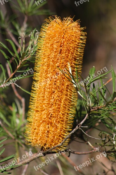 Banksia Flower Yellow Australian Bush