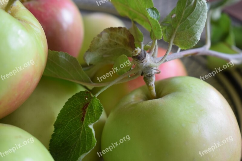 Apple Apples Fruit Vitamins Mature